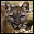 Angry Cougar