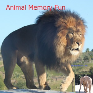 Animal Memory Fun - Free加速器