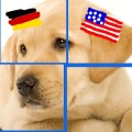 German & Puzzles: Animals