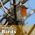 Hidden Object Games - Birds