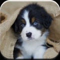 Australian Shepherd Puzzle