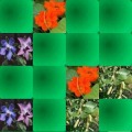 Memory game - Medicinal plants