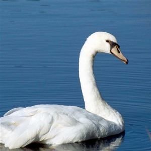 Swan Jigsaw