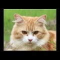 Cats and Kittens Jigsaw Puzzle
