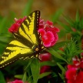 Butterfly Jigsaw Puzzle加速器