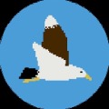 Damn Gull