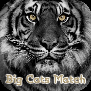 Big Cats Match加速器