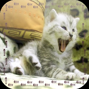 Silvery Kitten Jigsaw Puzzle加速器