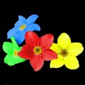 Forget me not