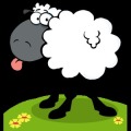 Naughty Sheep