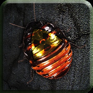 Roach Rage HD Free加速器