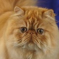 Persian Cat Puzzles