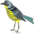 Bird Memory Game