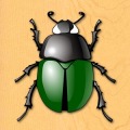 Insect Attack