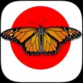 Samurai Butterfly加速器