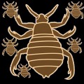 Lice Hunter