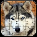 Husky Jigsaw Puzzle加速器
