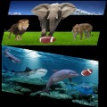 Animal Football