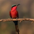 Bird Jigsaw Puzzle