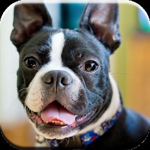 Boston Terrier Puzzle Game加速器