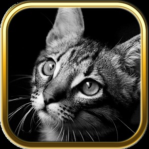 Free Cute Cats Puzzles加速器