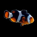 Fish Puzzle