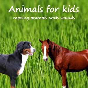 Animals for kids with horses加速器