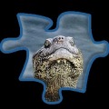 Safari Jigsaw Puzzles Free加速器
