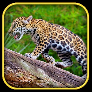 Real Jaguar Cub Simulator加速器