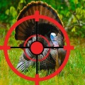 Turkey Hunter加速器