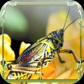 Grasshopper Jigsaw Puzzles