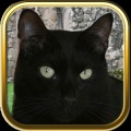 Free Black Cat Puzzles