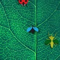 Coccinello