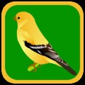 Quiz Bird Free加速器