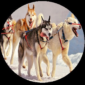 Rules to play Dog Sledding加速器