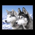 Dogs Jigsaw Puzzles