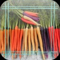 Carrot Jigsaw Puzzles