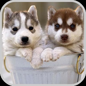 Siberian Husky Puzzle Game加速器