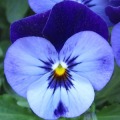 Spring Flowers: Memory (Free)