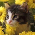 Yo Jigsaw Puzzle: Cat加速器