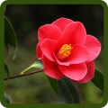 Flower Type Quiz