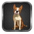 My Talking Dog