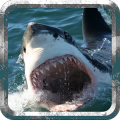 Wild Hunter Shark Simulator 3D