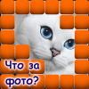 Угадай что за клетками