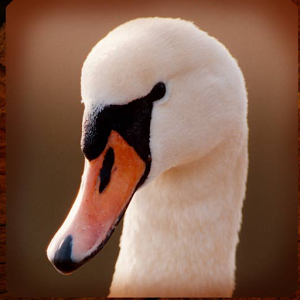 Swan Pairs加速器