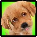 Dog Sounds Master