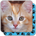 Memory Games free: Cute Cats