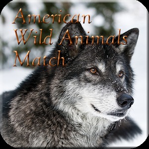 American Wild Animals Match加速器