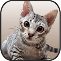 Cat Kitten 3d Online Simulator