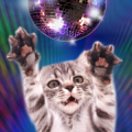 Disco Cats Dancers